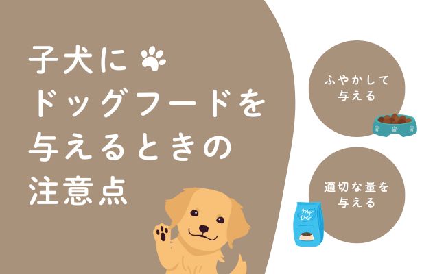 子犬にドッグフードを与えるときの注意点