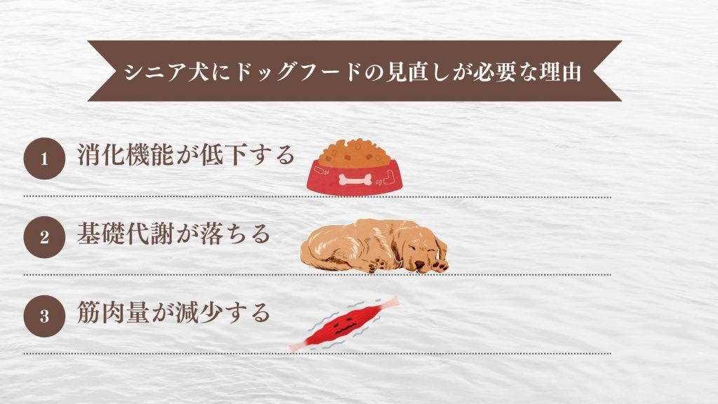 シニア犬にドッグフードの見直しが必要な3つの理由