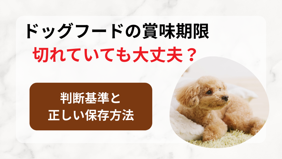 ドッグフードの賞味期限は切れていても大丈夫？判断基準と正しい保存方法を徹底解説！