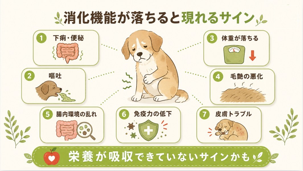 シニア犬の消化不良で起こりやすい下痢・嘔吐・毛艶悪化などの症状一覧