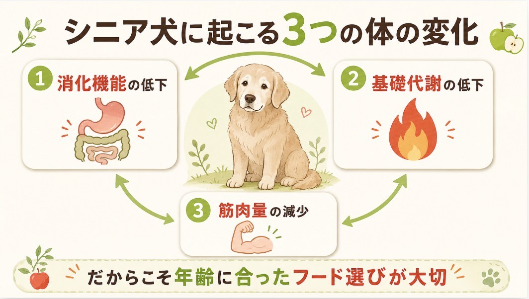 シニア犬に起こる消化機能・基礎代謝・筋肉量の3つの低下を示した図解